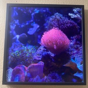 Mini wall pics of Georgia aquarium